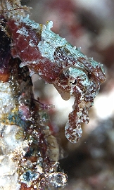 Raja Ampat 2019 - DSC08211_rc - Crinoid cuttlefish - Seiche des crinoides - Sepia sp 2